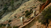 PICTURES/Mt Carmel Highway & Lodging/t_Mt. Carmel Hwy - Sheep24.JPG